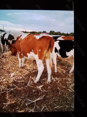 Vacă Bălțata Românească ce fată în trei săptămâni.  - imagine 5