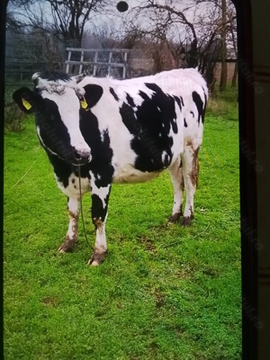 Vacă Bălțata Românească ce fată în trei săptămâni.  - imagine 2