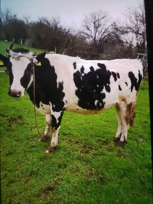 Vacă Bălțata Românească ce fată în trei săptămâni. 