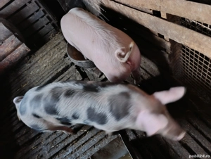 Disponibili  - imagine 4