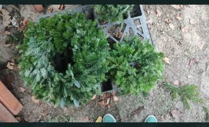 Coronite brad natural