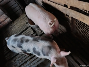 Disponibili  - imagine 3