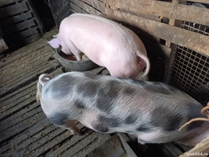 Disponibili  - imagine 2