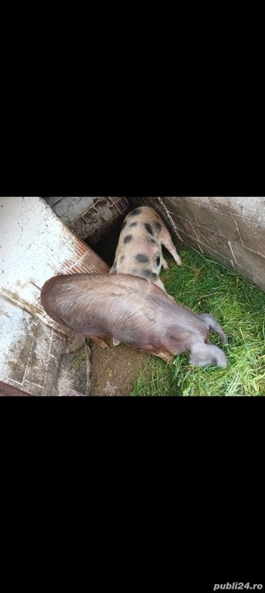 vind o scroafa  - imagine 2