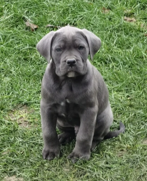 Pui Cane Corso Gri cu pedigree