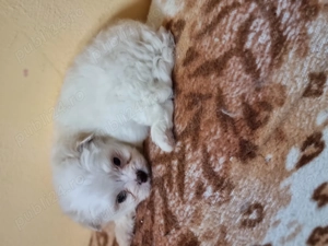 băiețel bishon  - imagine 3