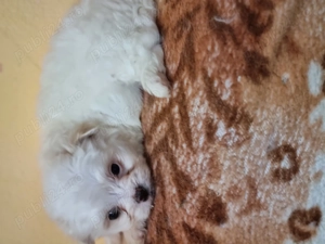 băiețel bishon  - imagine 2