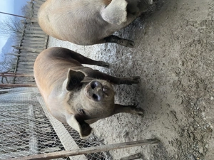 Porci sacrificat  - imagine 3