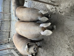 Porci sacrificat  - imagine 2