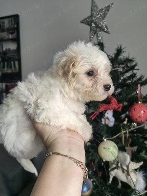 Pui Bichon Maltez - imagine 4