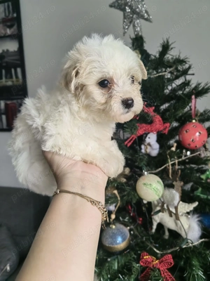 Pui Bichon Maltez - imagine 5