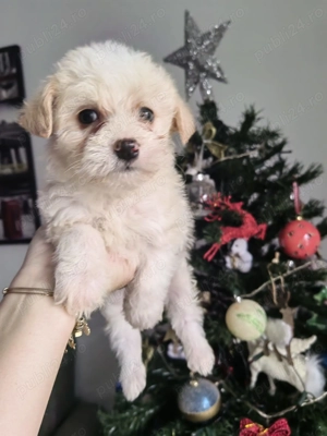 Pui Bichon Maltez - imagine 3