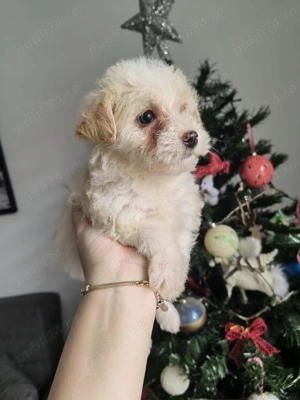 Pui Bichon Maltez - imagine 2