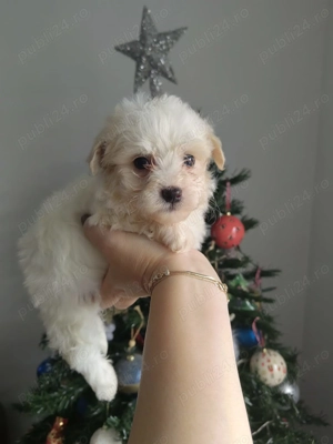 Pui Bichon Maltez - imagine 6