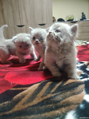 Pisicuti british long hair  - imagine 2