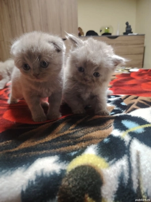 Pisicuti british long hair 