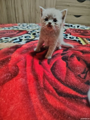 Pisicuti british long hair  - imagine 5