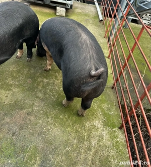 Porc Basna pentru sacrificat - imagine 2