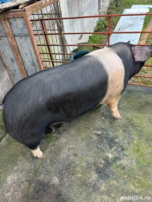 Porc Basna pentru sacrificat