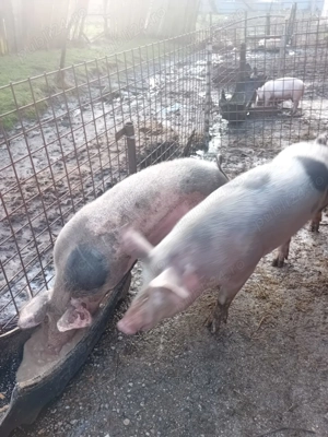 Porci de vânzare 150 kg 