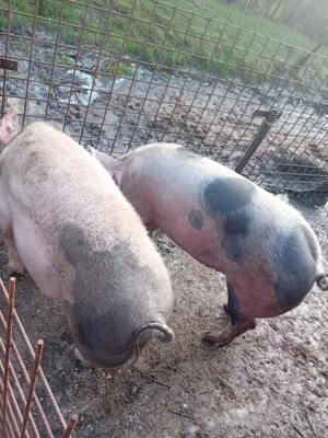 Porci de vânzare 150 kg  - imagine 3