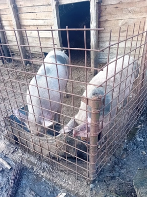 Porci de vânzare 150 kg  - imagine 2