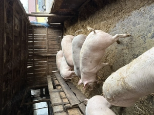 Porci de vânzare 90-130kg - imagine 3