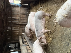 Porci de vânzare 90-130kg - imagine 2