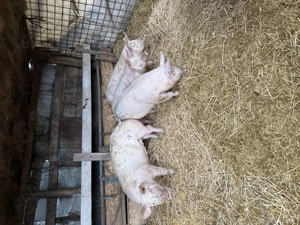 Porci de vânzare 90-130kg - imagine 5