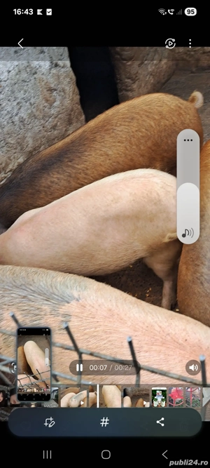 vând 5 porci 80 130kg