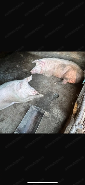 Vand porci de carne bio - imagine 3