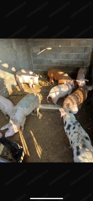 Vand porci de carne bio - imagine 4