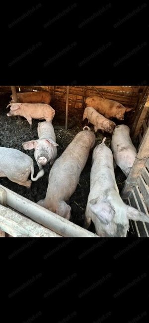 Vand porci de carne bio - imagine 5