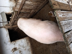 Porcii de Vanzare  - imagine 4