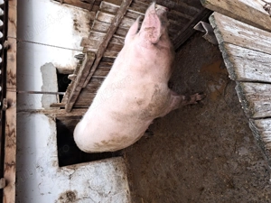 Porcii de Vanzare  - imagine 3