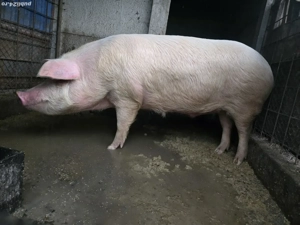 Porc de vanzare - imagine 3