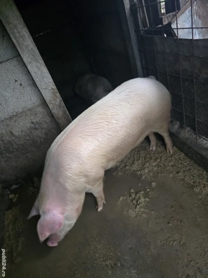 Porc de vanzare - imagine 2