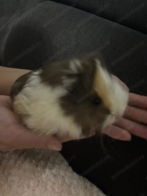 Porcușor de guineea  - imagine 3