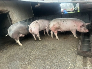 porci de vanzare - imagine 2