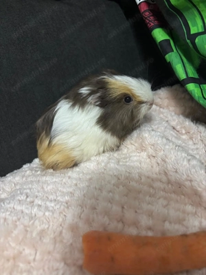 Porcușor de guineea  - imagine 4