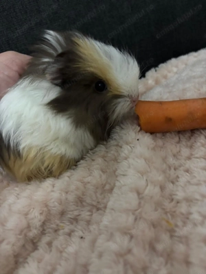 Porcușor de guineea  - imagine 2