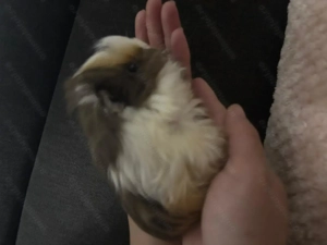 Porcușor de guineea 