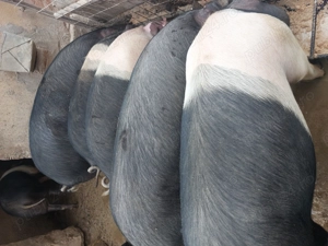 Porci Bazna de vânzare! 