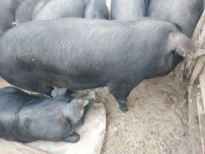 Porci Bazna de vânzare!  - imagine 2