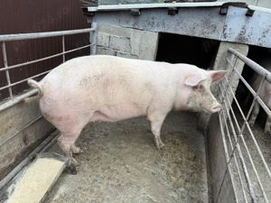 Porc de vânzare - imagine 5