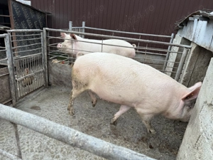 Porc de vânzare - imagine 3