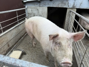 Porc de vânzare - imagine 2