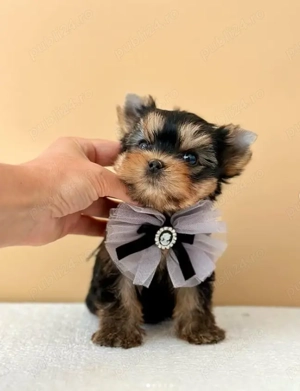 Yorkshire Terrier Mini Toy - masculi și femele, garantie, carnet, vaccin, deparazitare