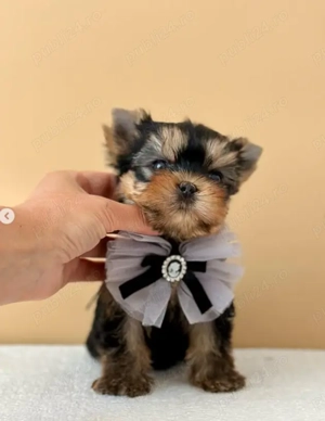 Yorkshire Terrier Mini Toy - masculi și femele, garantie, carnet, vaccin, deparazitare - imagine 3