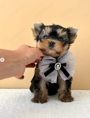 Yorkshire Terrier Mini Toy - masculi și femele, garantie, carnet, vaccin, deparazitare - imagine 2